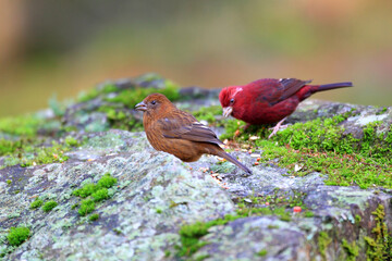 Vinaceous Rosefinch (Carpodacus vinaceus) in Taiwan