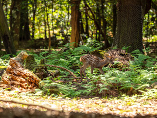 【奈良公園】可愛い鹿の赤ちゃん