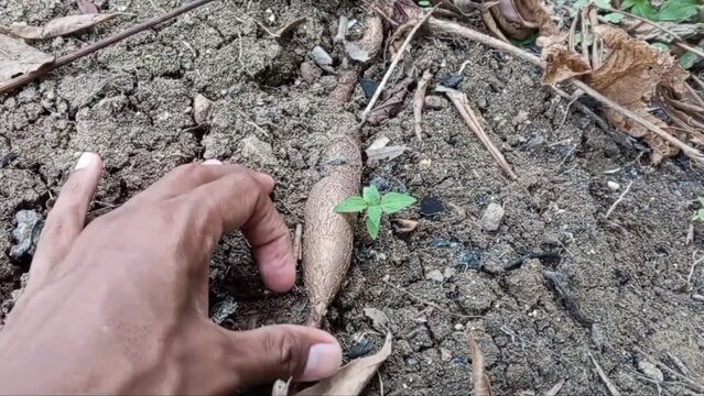 Small cassava appear from ground