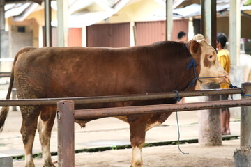 Brown Cow (sapi qurban) for the preparation for Eid al-Adha
