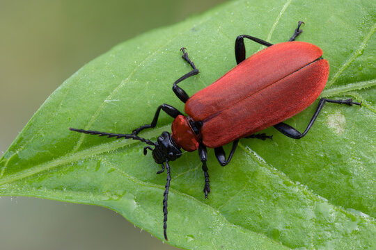 Feuerk&auml;fer - Pyrochroa coccinea