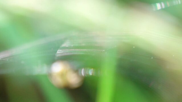 癒しのヒーリング映像－幻想的に蜘蛛の糸がゆらぐ－美しい自然の癒しの風景(スローモーション)
