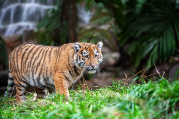 Tiger cub in the wild. Baby animal in green grass on waterfall background