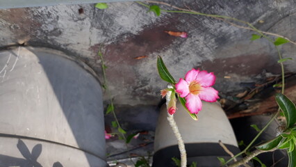 Pink adenium, desert rose, popular in Asia