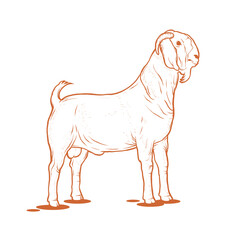 Hand drawn boar goat. Vector illustration of male boer goat. Suitable for goat farm mascot and breeding design element.