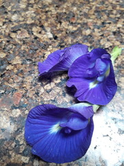 Edible flower, butterfly pea, full of nutrition