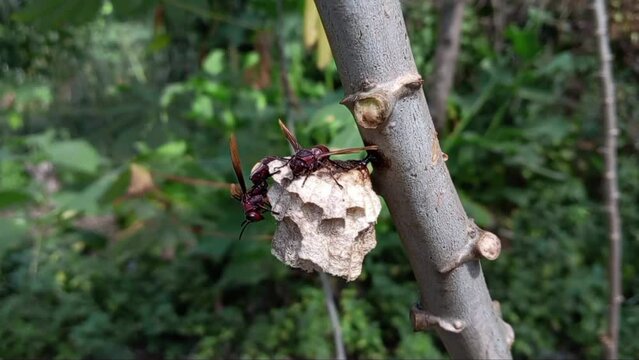 Bees at their nest at a cassava tree