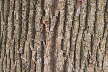 Abstract texture background. Photo brown, grey tamarind tree bark arranged in lines it beautiful....