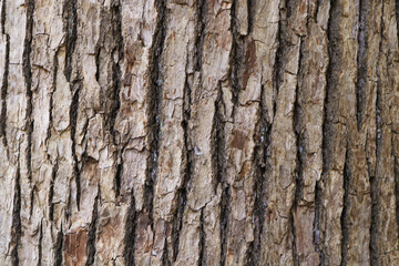 Photo brown, grey tamarind tree bark arranged in lines it beautiful. Use is house wall for background or website wallpaper. Can be used as model. Abstract texture background.