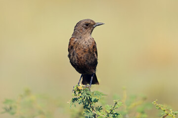 An ant-eating chat (Myrmecocichla formicivora) perched on a branch, South Africa.