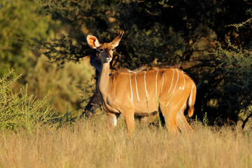 A female kudu antelope (Tragelaphus strepsiceros) in natural habitat, Mokala National Park, South Africa.