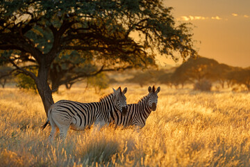 Plains zebras (Equus burchelli) in grassland at sunrise, Mokala National Park, South Africa.