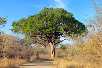 Beautiful large pod mahogany (Afzelia quanzensis) tree, Kruger National Park, South Africa.