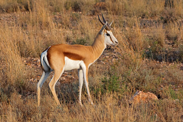 A springbok antelope (Antidorcas marsupialis) in natural habitat, South Africa.