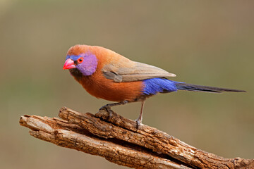 A colorful male violet-eared waxbill (Uraeginthus granatinus) perched on a branch, South Africa.