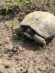 Central Asian land turtle on the ground