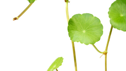 Green leaves of centella asiatica with rain drop (Gotu Kola) Fresh herb plant