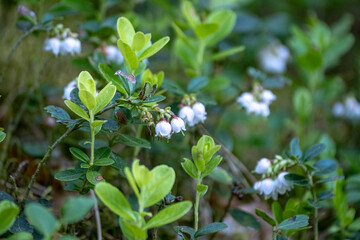 Flowers of a wild lingonberry (Vaccinium vitis-idea)