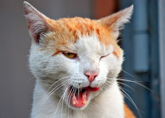 Closeup portrait adorable cat winks white & red color. Happy pet face shameless winks. Amazed cat...