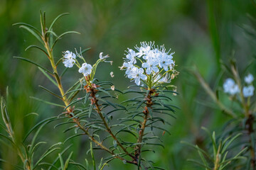 Ledum palustre (Rhododendron tomentosum) plant in forest close up view
