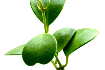 Green leaves of sweetheart hoya plant