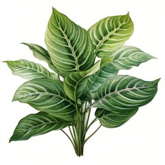 Photo of Tropical Leaves is Maranta Leaf (Prayer Plant), Watercolor Clipart style , Isolated on white background