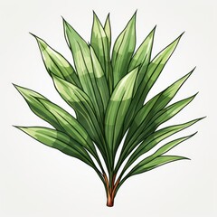 Photo of Tropical Leaves is Pandanus Leaf, Watercolor Clipart style , Isolated on white background