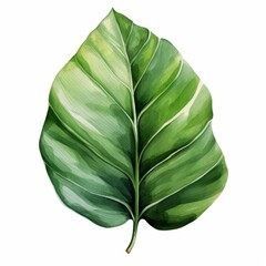 Photo of Tropical Leaves is Rubber Plant Leaf, Watercolor Clipart style , Isolated on white background