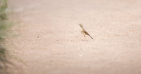 Paddy Field Pipit (Anthus rufulus) bird standing on the gravel road in Horton Plains National Park, Sri Lanka