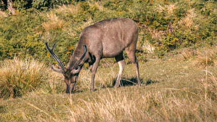 Sri Lankan sambar deer with large antlers grazing at Horton Plains National Park