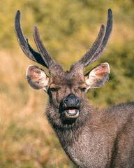 Sri Lankan sambar deer's face close-up portrait shot, photographed in Horton Plains National Park.