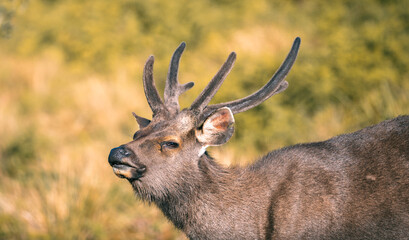 Fototapeta premium Sri Lankan sambar deer with beautiful antlers close-up portrait photograph at Horton Plains National Park (Rusa unicolor unicolor).