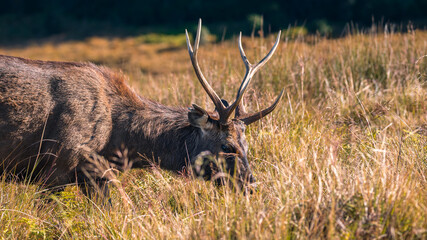 Sri Lankan sambar deer with large antlers grazing at Horton Plains National Park