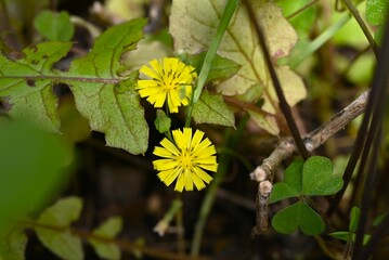 Oriental false hawksbeard ( Youngia japonica ) flowers. Asteraceae biennial grass.Many small yellow flowers bloom at the top of the stem.
