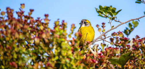 Yellow-eared bulbul bird perch, Horton Plains National Park