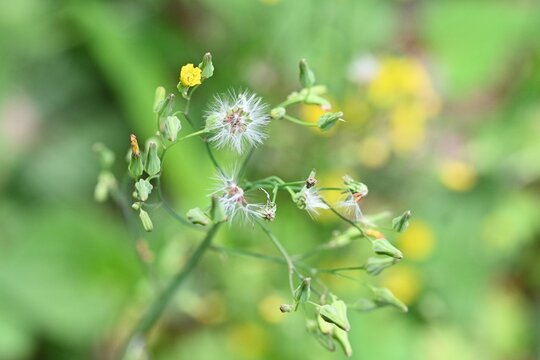 Oriental false hawksbeard ( Youngia japonica ) flowers. Asteraceae biennial grass.Many small yellow flowers bloom at the top of the stem.
