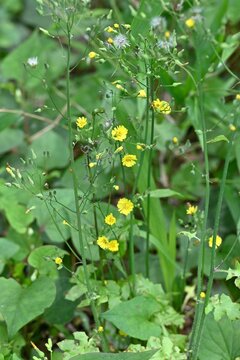 Oriental false hawksbeard ( Youngia japonica ) flowers. Asteraceae biennial grass.Many small yellow flowers bloom at the top of the stem.
