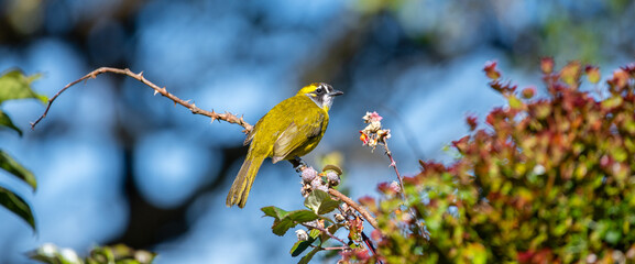 Yellow-eared bulbul bird perch, Horton Plains National Park.