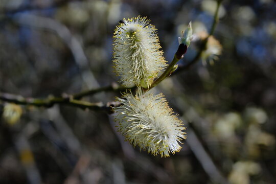 Goat willow or great sallow (Salix caprea) male catkin close-up on a blurred background