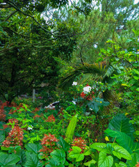tropical forest in the morning