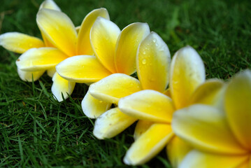yellow frangipani flower on the grass
