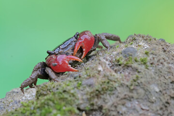 A fiddler crab is hunting for prey in the seaweed beds that grow on the coral. This animal has the...