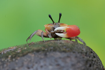 A fiddler crab is hunting for prey in the seaweed beds that grow on the coral. This animal has the...