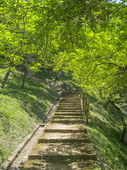明るい初夏の遊歩道