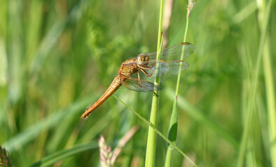 Feuerlibelle - Scarlet Darter