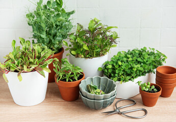 Indoor Herb Garden Kit With Fresh Green Plants