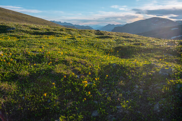 Many vivid yellow small flowers on sunlit grassy hill with sunny view to layered silhouettes of...