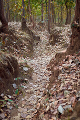 rugged natural beauty of wilderness in jungle surrounding Ayodhya Hills, Purulia. The rugged and uneven forest floor is covered with dry leaves and iron rich soil is reddish in colour.