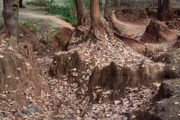 rugged natural beauty of wilderness in jungle surrounding Ayodhya Hills, Purulia. The rugged and uneven forest floor is covered with dry leaves and iron rich soil is reddish in colour.