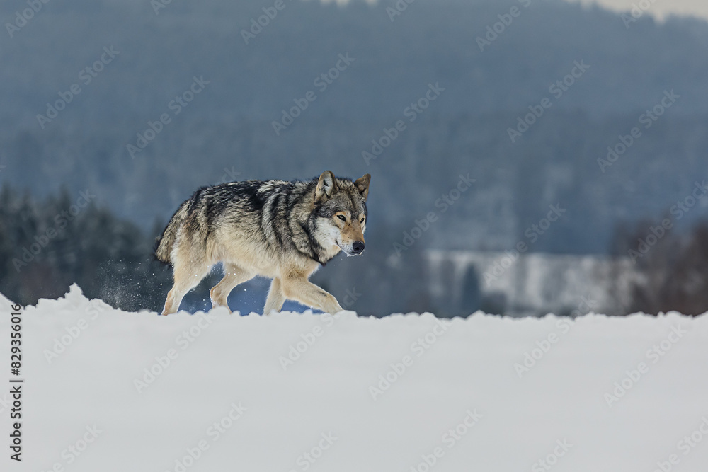 Poster male Eurasian wolf (Canis lupus lupus) walking through the winter landscape